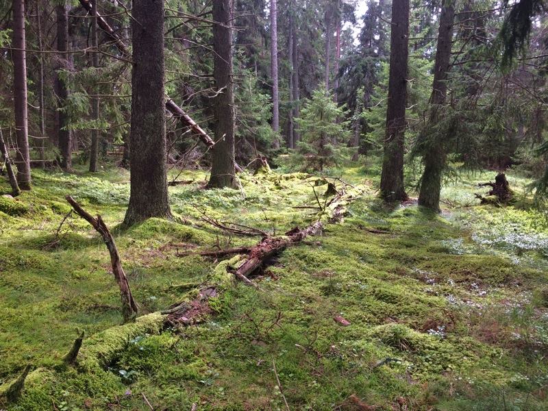En av de få skyddade skogarna i Sörmlands län vid Stendörren. Foto: Erik Hansson