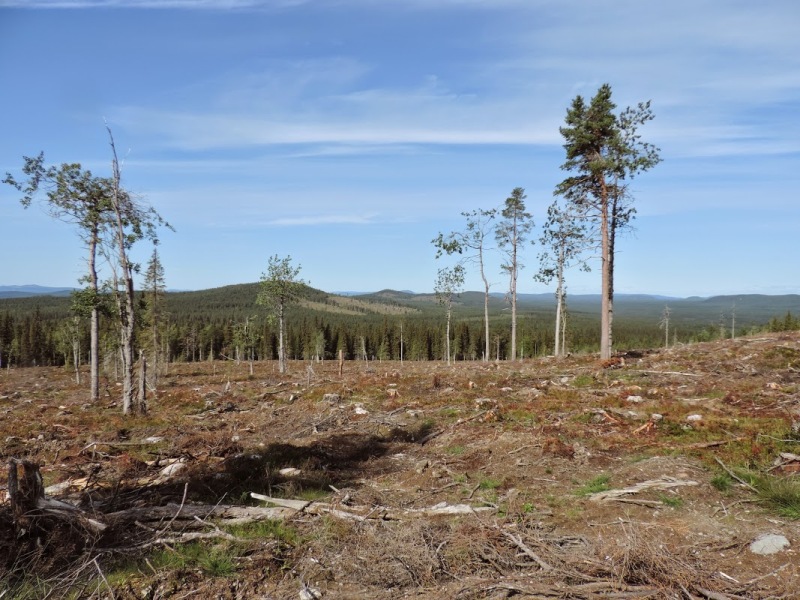 Avverkad nyckelbiotop Gourtesliden i Norrbotten. av FSC-certifierade Sveaskog. Foto: Björn Mildh